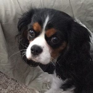 Meet your Posher, Trish